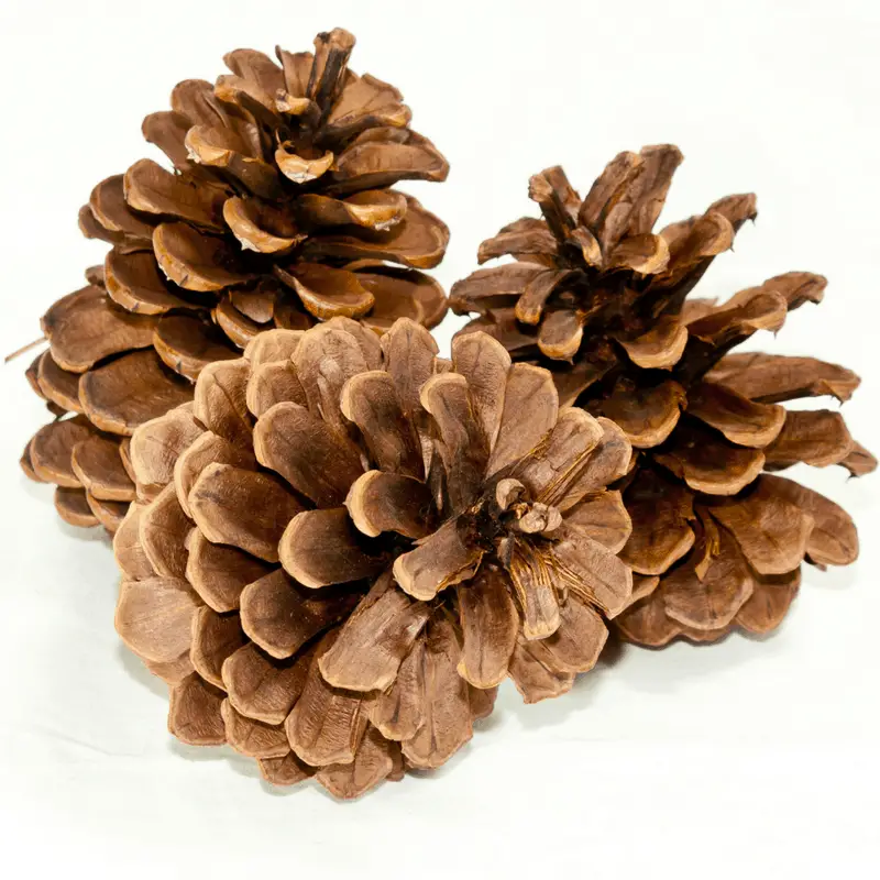 sell pinecone on ebay