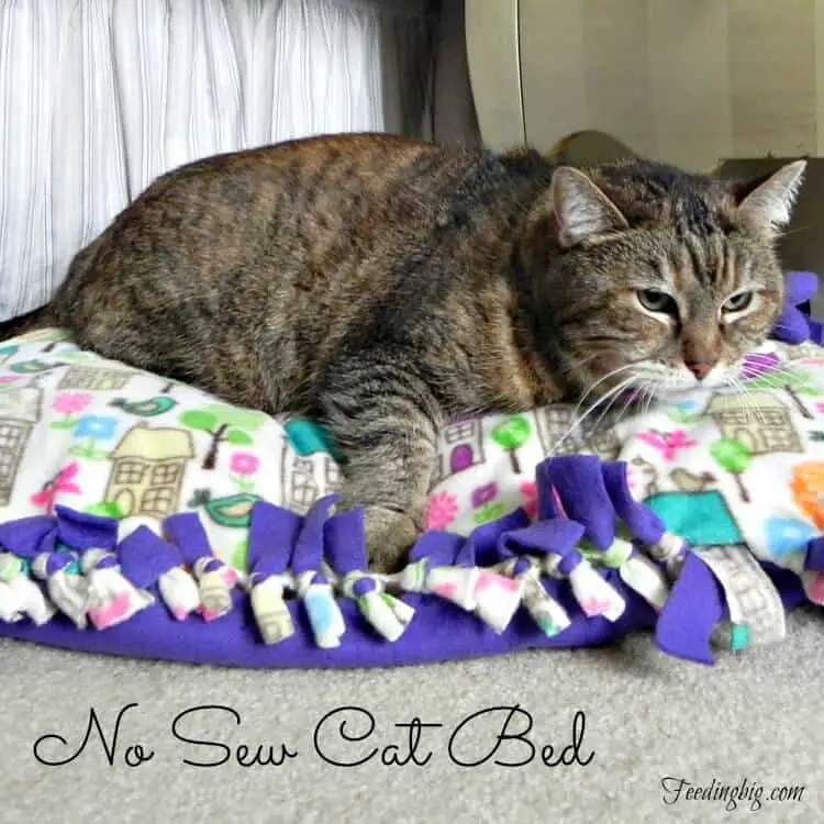 no sew cat bed