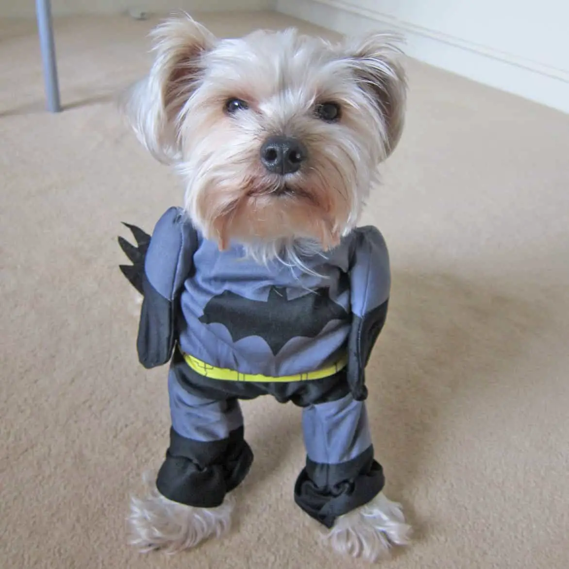 dog batman costume