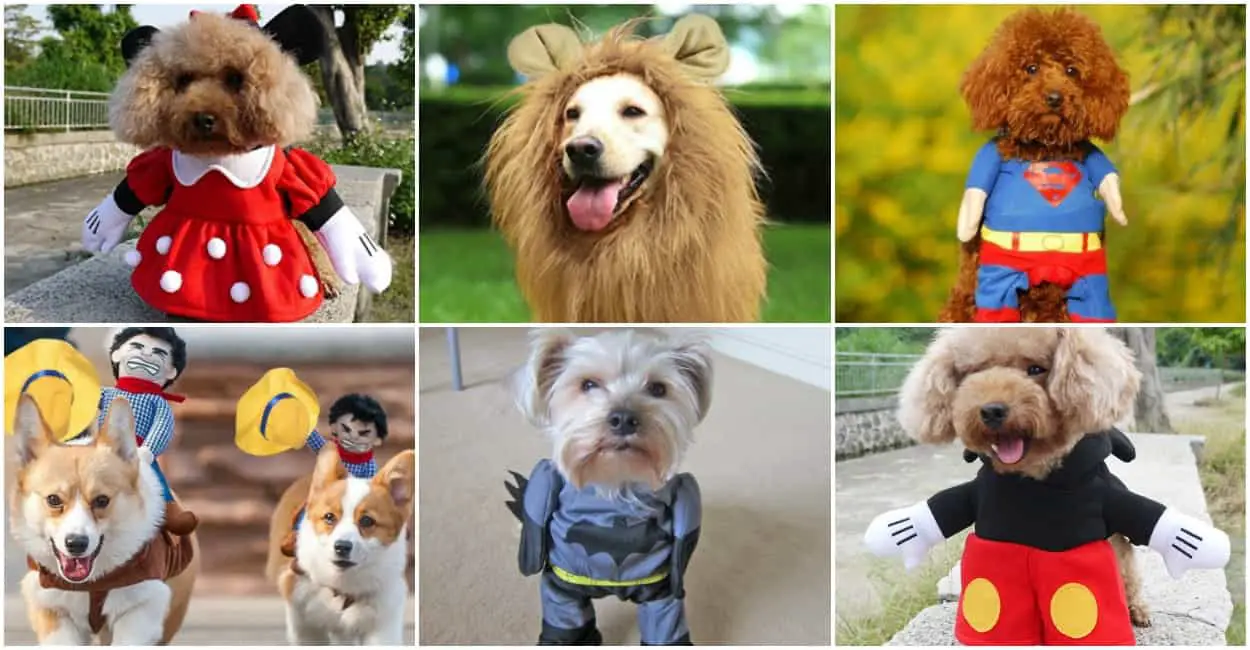 adorable dog costumes