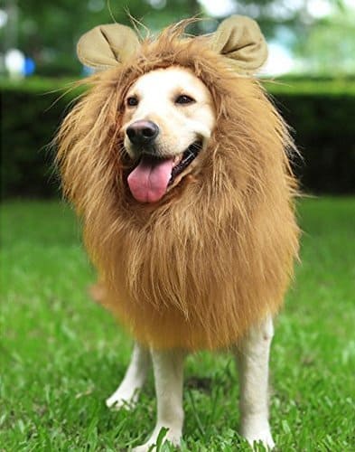 dog lion costume