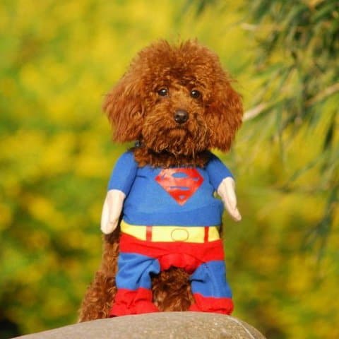 superdog superman dog costume