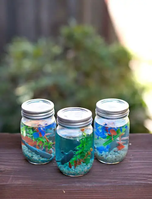 diy aquarium in a jar 