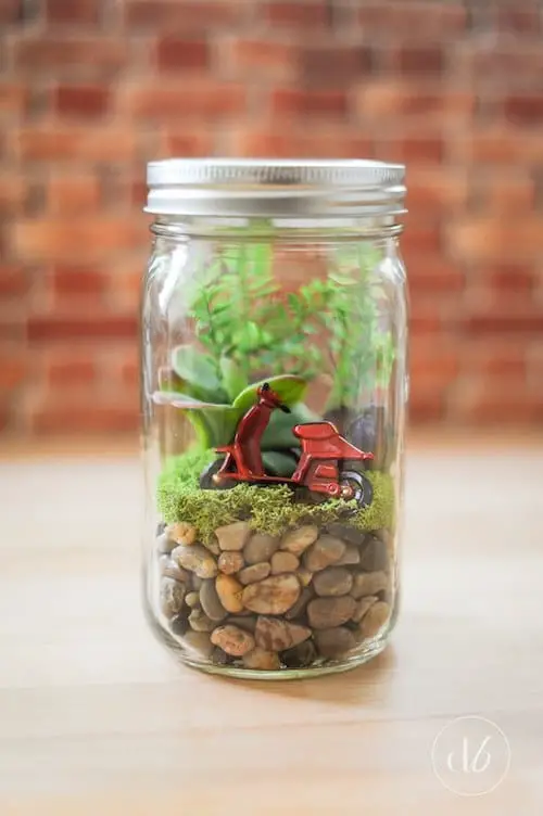 terrarium in mason jar 