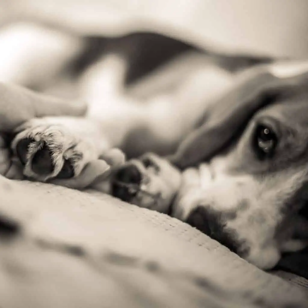 sick beagle laying on blanket.  represents pet's emergency needs and having an emergency fund